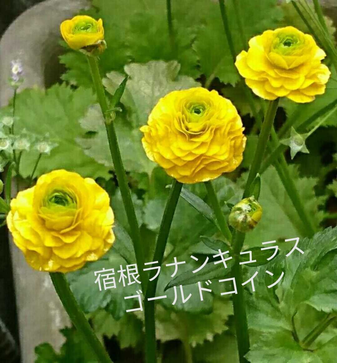 宿根ラナンキュラス ゴールドコイン 耐寒性多年草 苗 売買されたオークション情報 Yahooの商品情報をアーカイブ公開 オークファン Aucfan Com