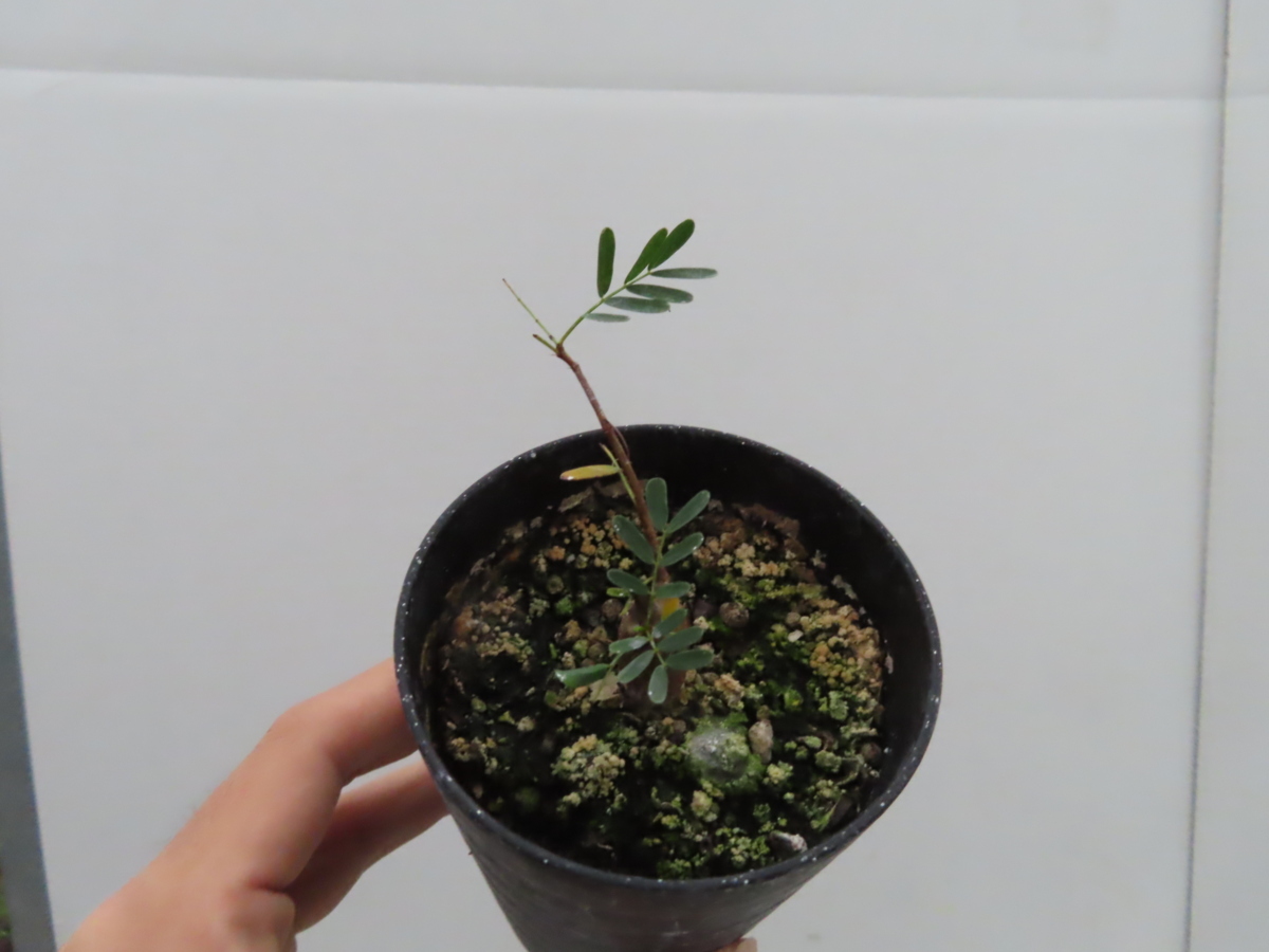 マ483「実生株」センナ　メリディオナリス【種から発芽！・発根・Senna meridionalis・塊根植物・】