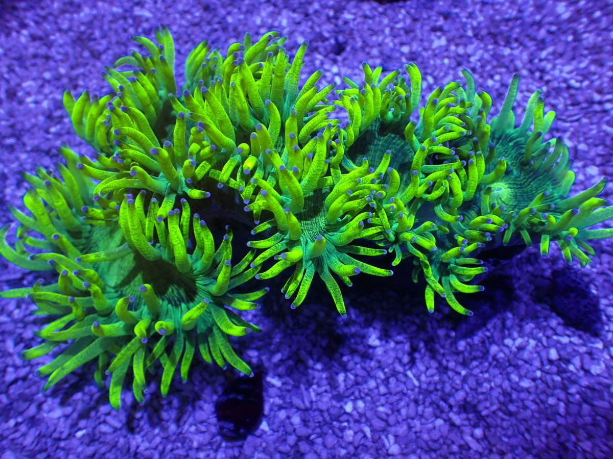 No 1 トランペットコーラル Lps ハードコーラル プクプク サンゴ 通販 販売 アクアスタイルユー 海水魚 売買されたオークション情報 Yahooの商品情報をアーカイブ公開 オークファン Aucfan Com