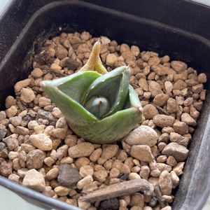 アガベ 氷山 特選① - beachculture.co.jp