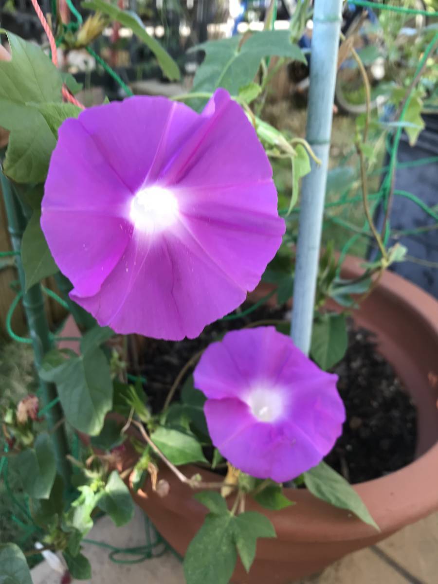 あさがおの種 アサガオの種 あさがお 種 100粒 在庫6セット アサガオ 朝顔 紫 薄紫 赤紫 21年令和3年採取の種 6セットの場合 アサガオ 売買されたオークション情報 Yahooの商品情報をアーカイブ公開 オークファン Aucfan Com