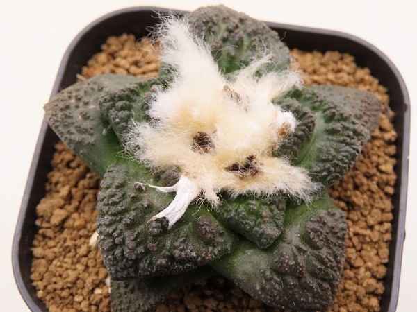 売れ筋新商品 サボテン ゴジラ 実生継ぎ 植物 観葉植物 Tangger Com