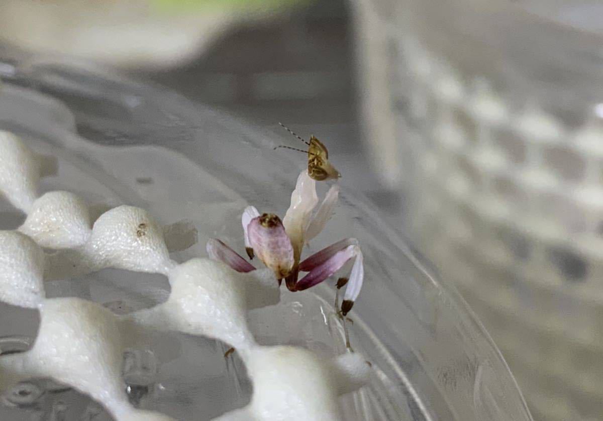 Hymenopus Coronatus インドネシア産 2令幼虫 ハナカマキリ カマキリ ペット 鑑賞 Www Muevetec Mx