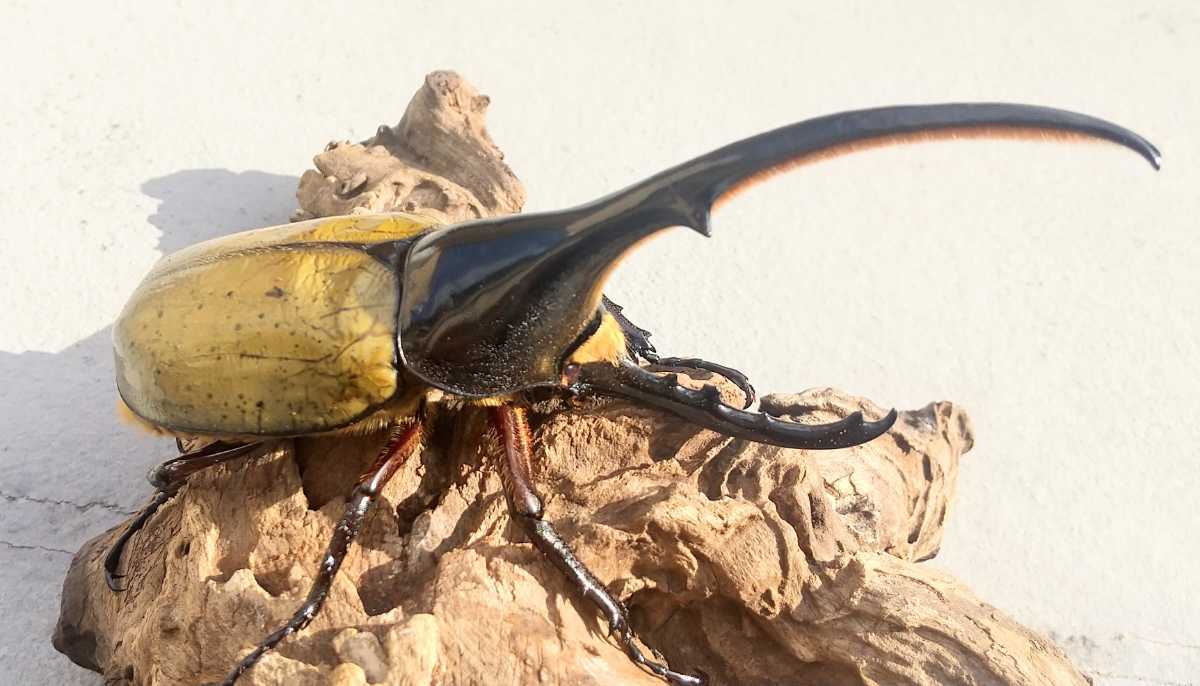 ヘラクレスオオカブト オスメスペア 優良血統 カブトムシ オスメスセット 外国産 売買されたオークション情報 Yahooの商品情報をアーカイブ公開 オークファン Aucfan Com