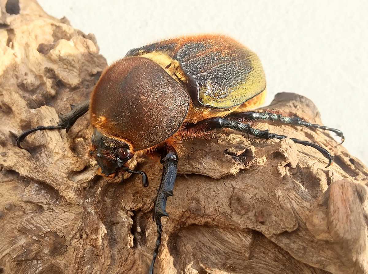 ヘラクレスオオカブト オスメスペア 優良血統 カブトムシ オスメスセット 外国産 売買されたオークション情報 Yahooの商品情報をアーカイブ公開 オークファン Aucfan Com