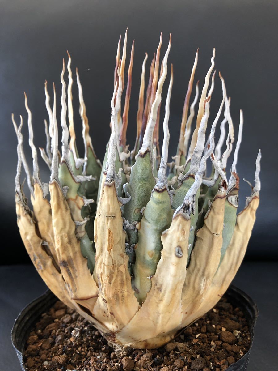 B6 Agave アガベユタエンシス エボリスピナ 陽炎 【公式通販】