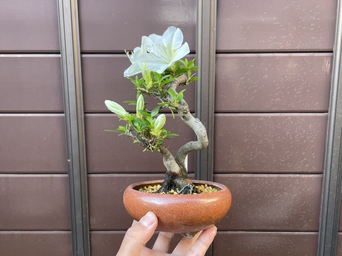 BONSAIクラブ ☆山柿（56㎝）☆F-8 Dwarf Bonsai Japanese Special 山