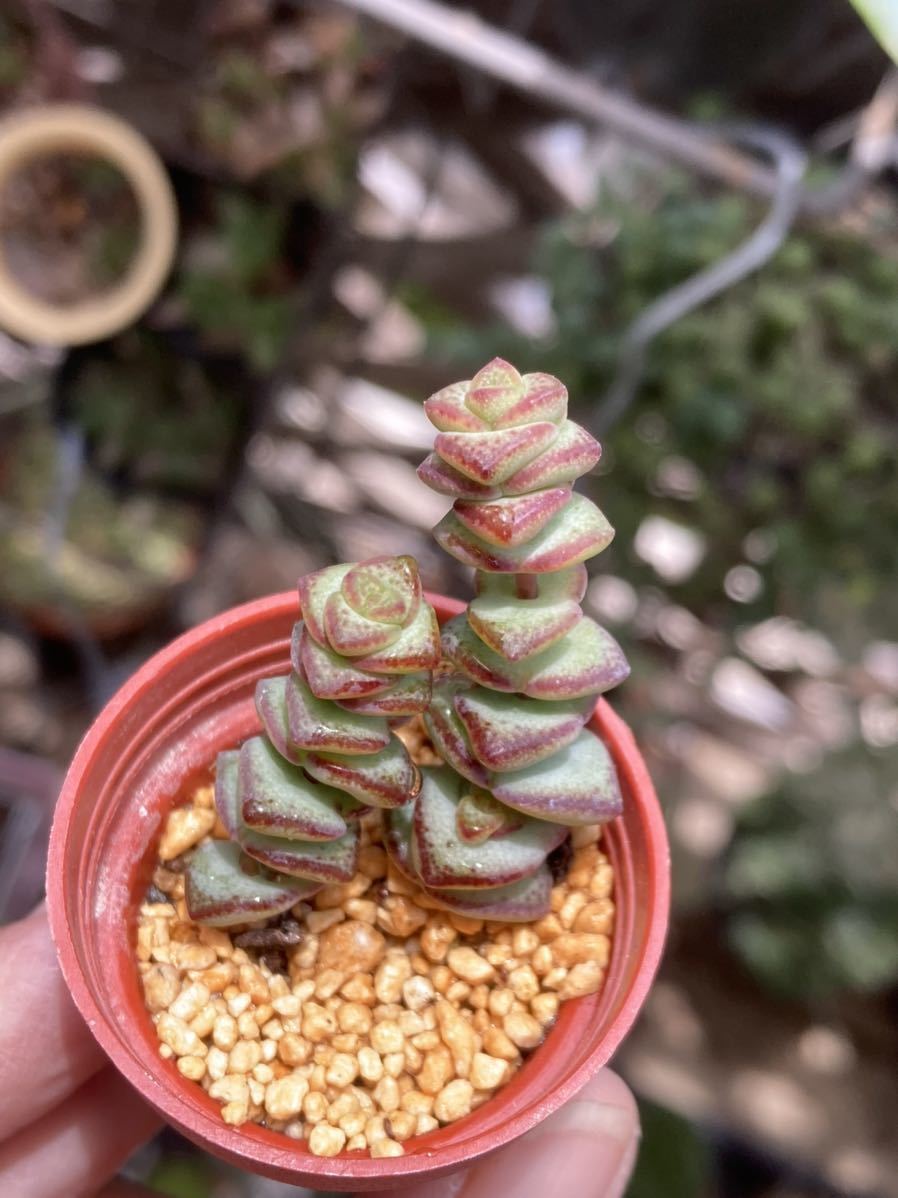 多肉植物 クラッスラ属 小米星 1号苗 カット苗 発根済み 第四種郵便発送のみ サボテン 売買されたオークション情報 Yahooの商品情報をアーカイブ公開 オークファン Aucfan Com