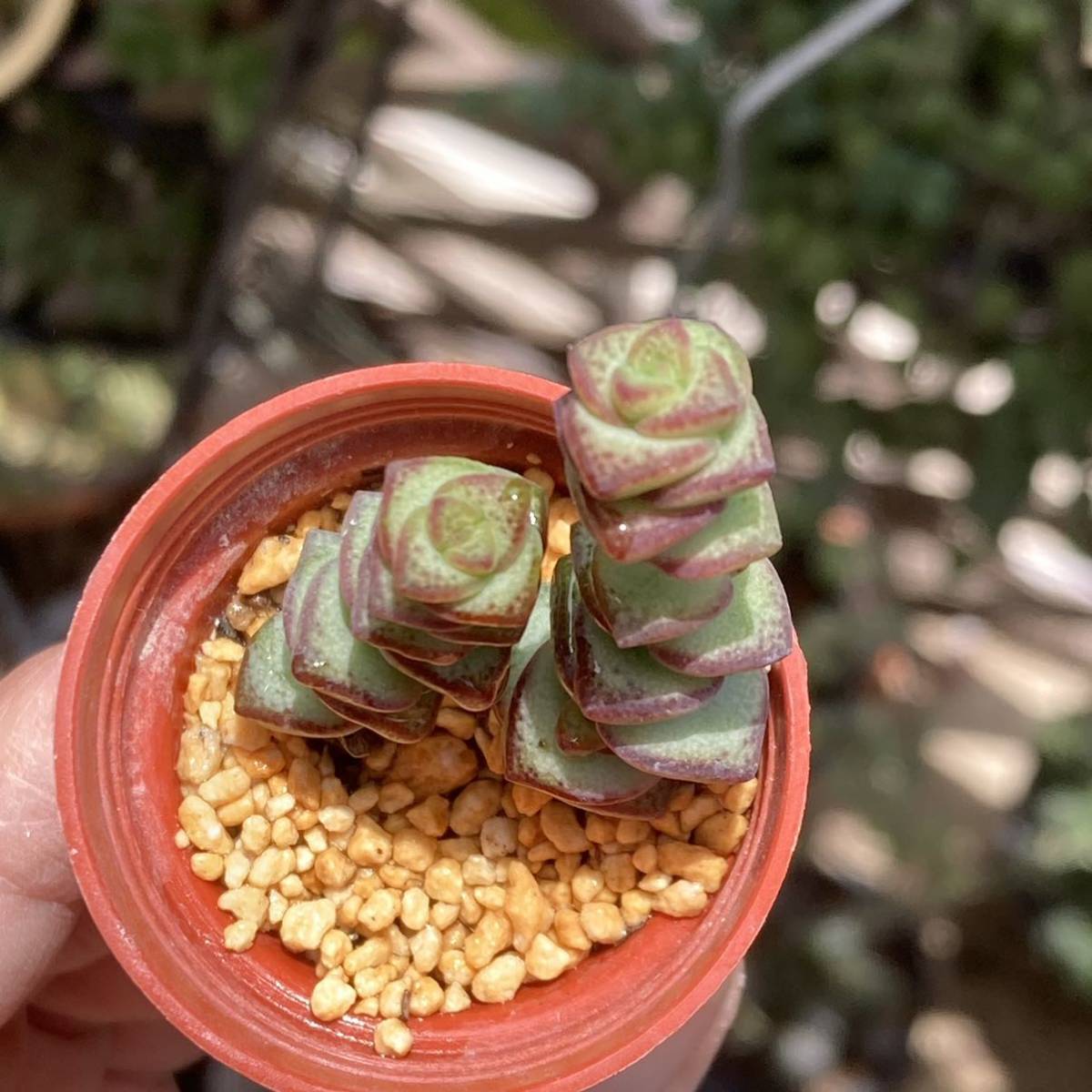 多肉植物 クラッスラ属 小米星 1号苗 カット苗 発根済み 第四種郵便発送のみ サボテン 売買されたオークション情報 Yahooの商品情報をアーカイブ公開 オークファン Aucfan Com