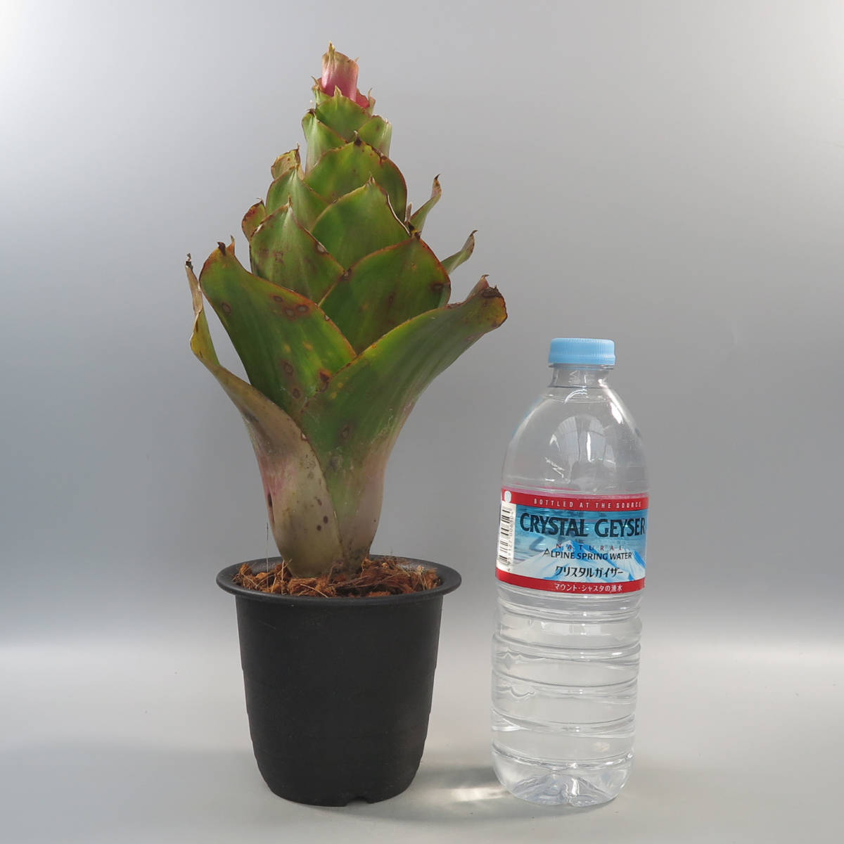 ネオレゲリア ☆ Neoregelia Hybrid Philippines ☆ タンクブロメリア