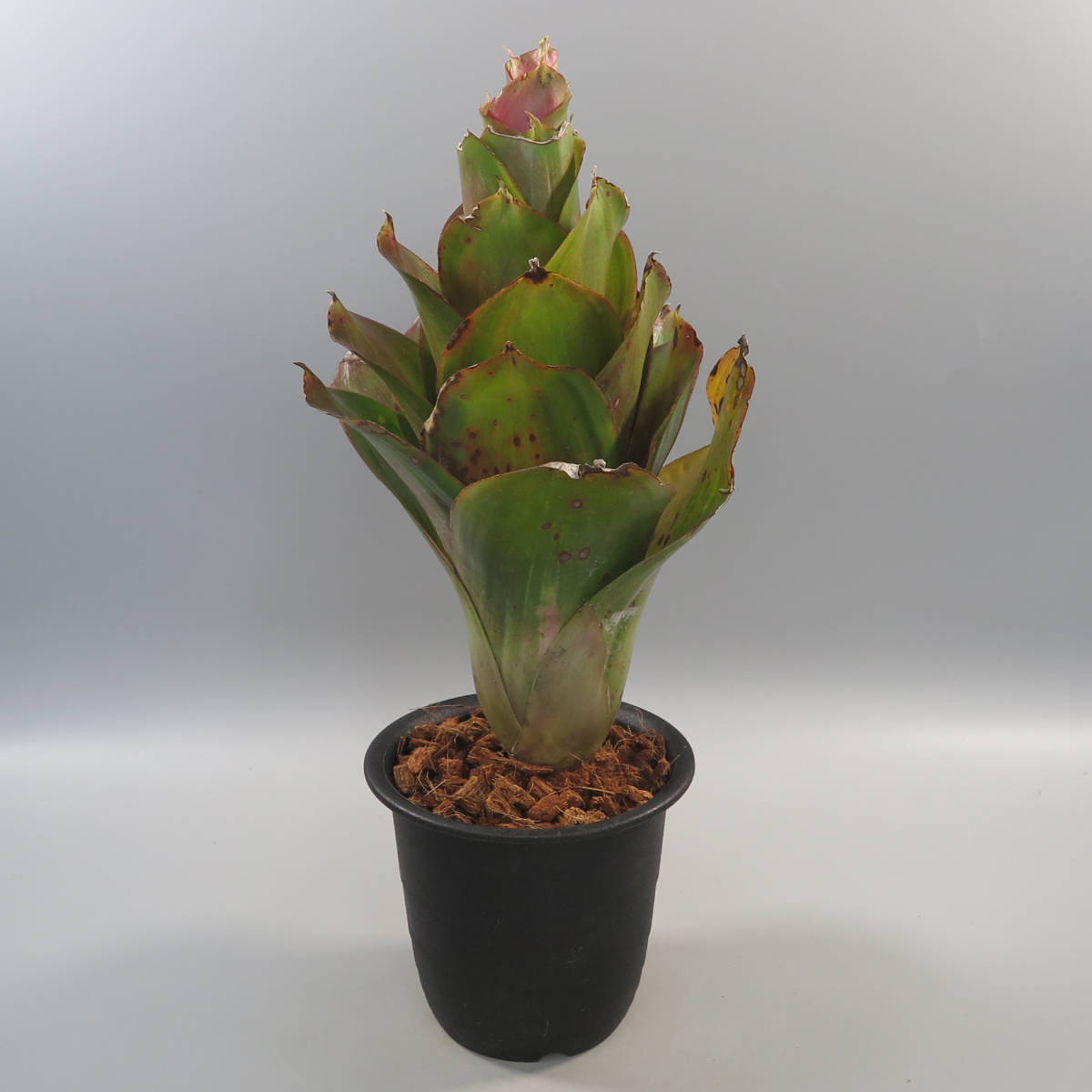ネオレゲリア ☆ Neoregelia Hybrid Philippines ☆ タンクブロメリア