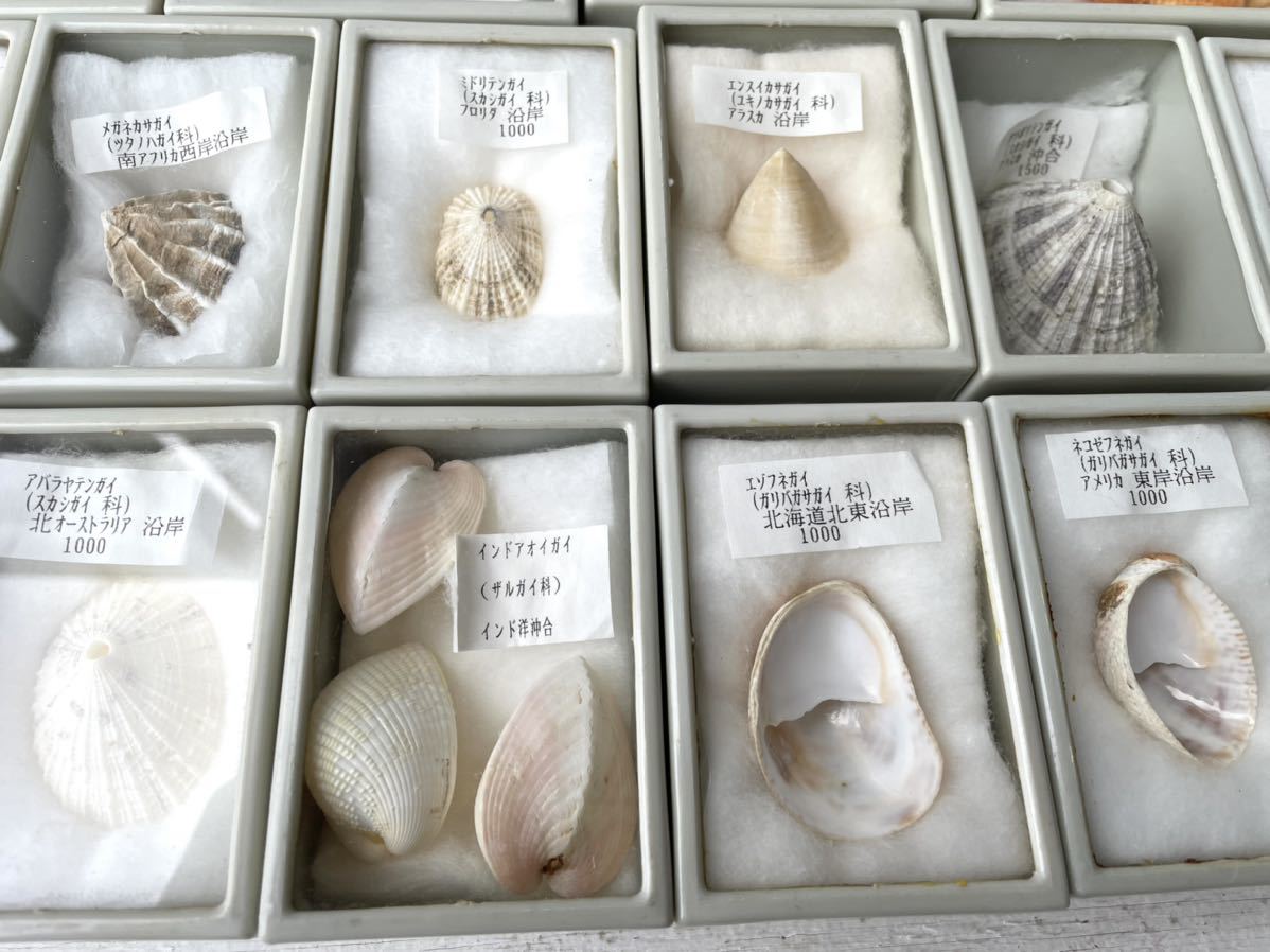 貝殻標本まとめ売り