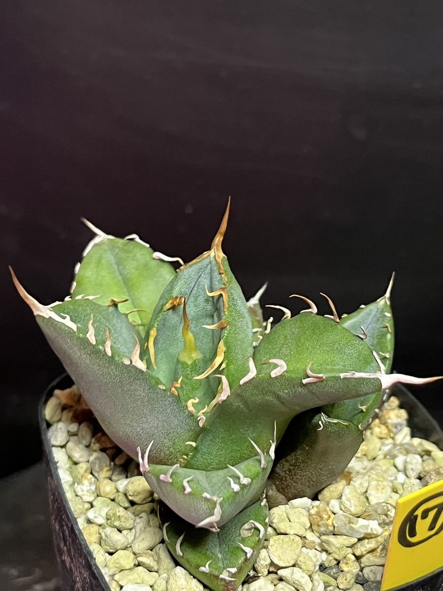 実生】アガベオテロイ4子株選抜検】チタノタ