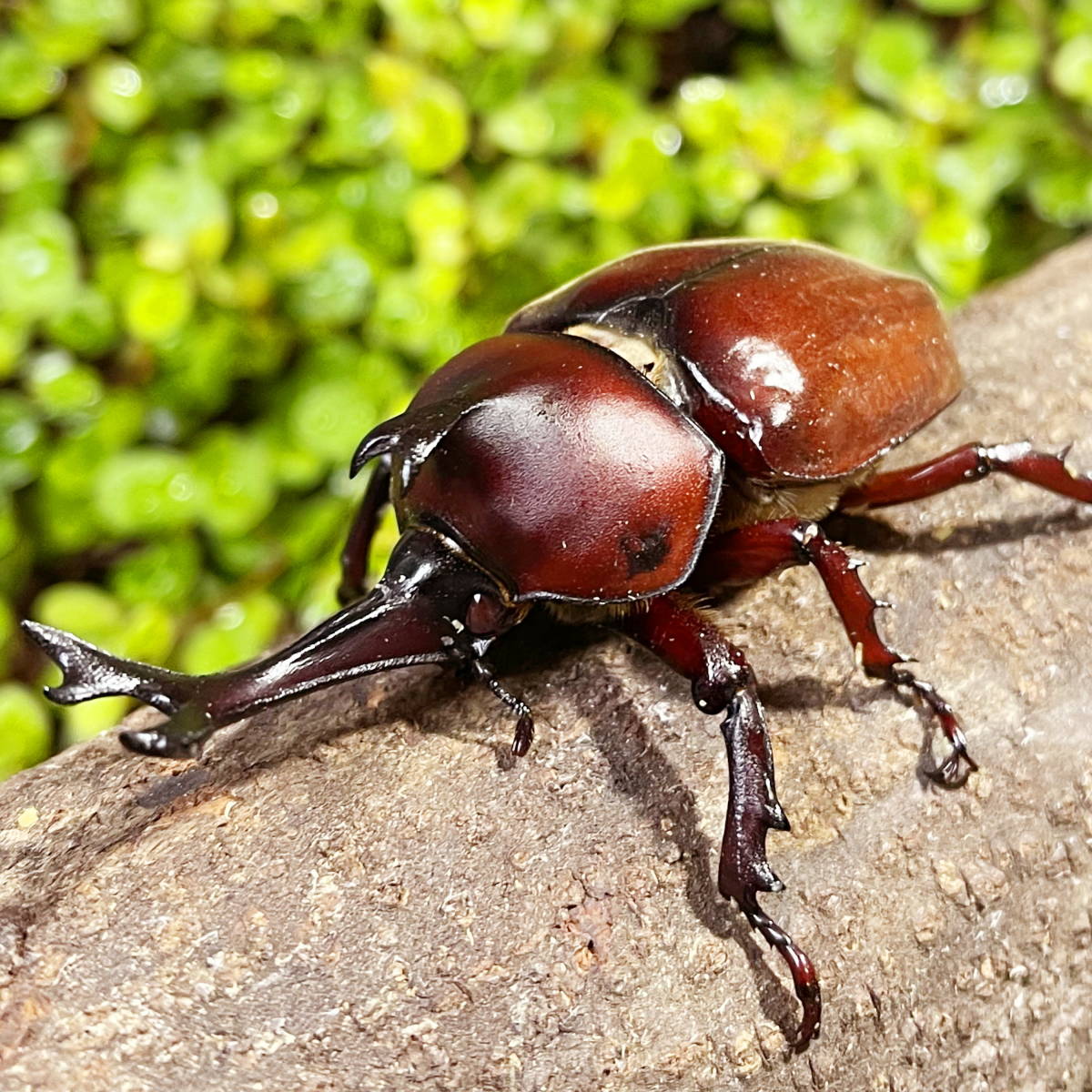 MIMI】大型サイズ レッドアイ レッドボディ 江田島産 阿古谷産 混血