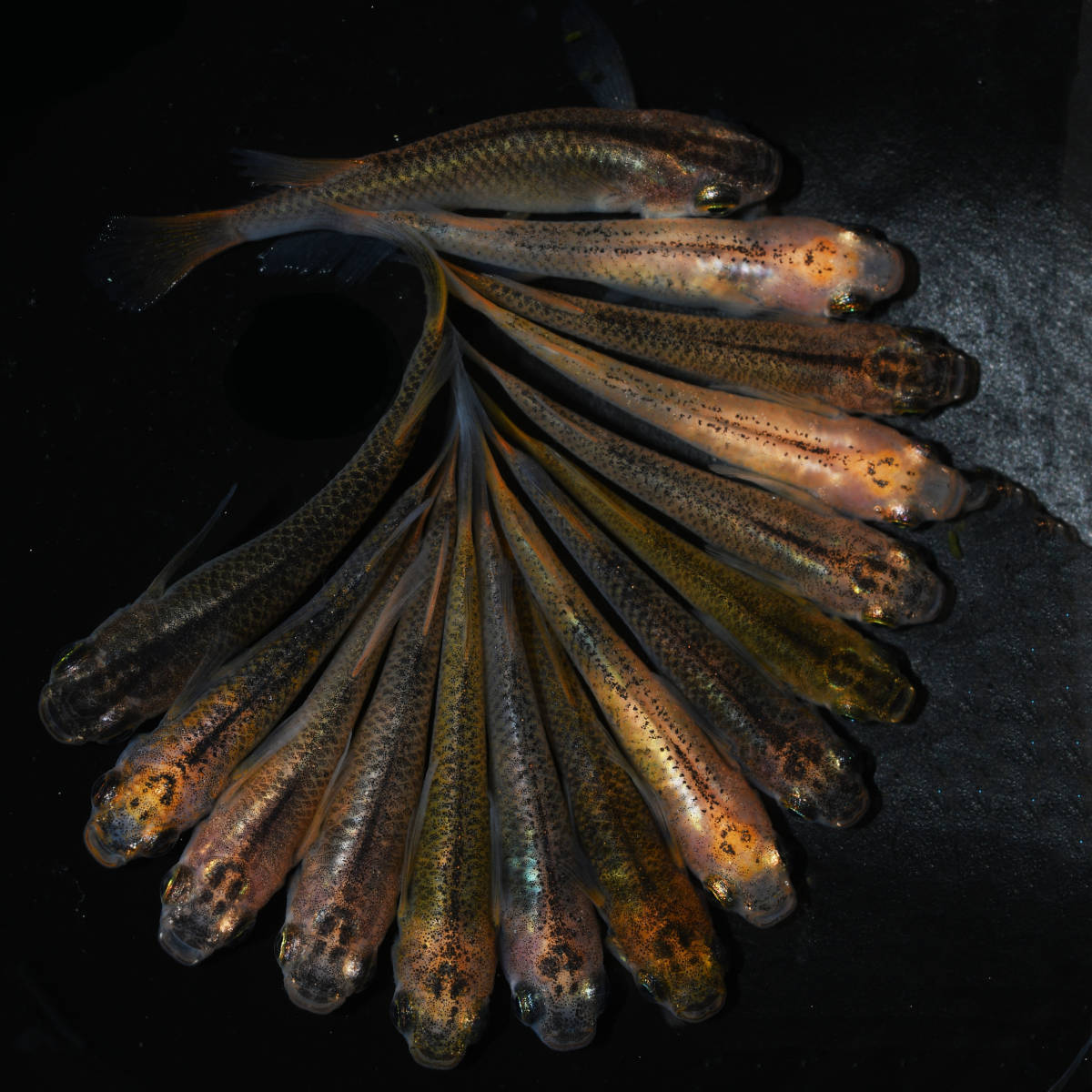 i-img1200x1200-1779545077861tn4e65