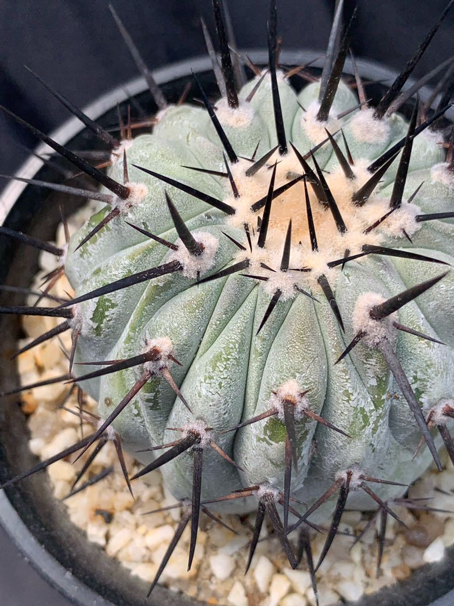 コピアポア 黒士冠 現地球 検)黒王丸 孤竜丸 コルムナアルバ サボテン サボテン 】コピアポア・コルムナアルバ（孤竜丸）の植え替え - YouTube