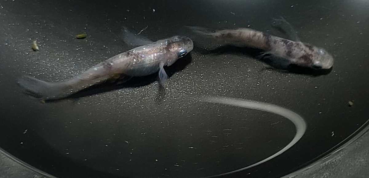 沙咲めだか 白錦風雅 有精卵10個 A 補償分 めだかの卵 メダカの卵 めだか卵 メダカ卵 めだか 売買されたオークション情報 Yahooの商品情報をアーカイブ公開 オークファン Aucfan Com