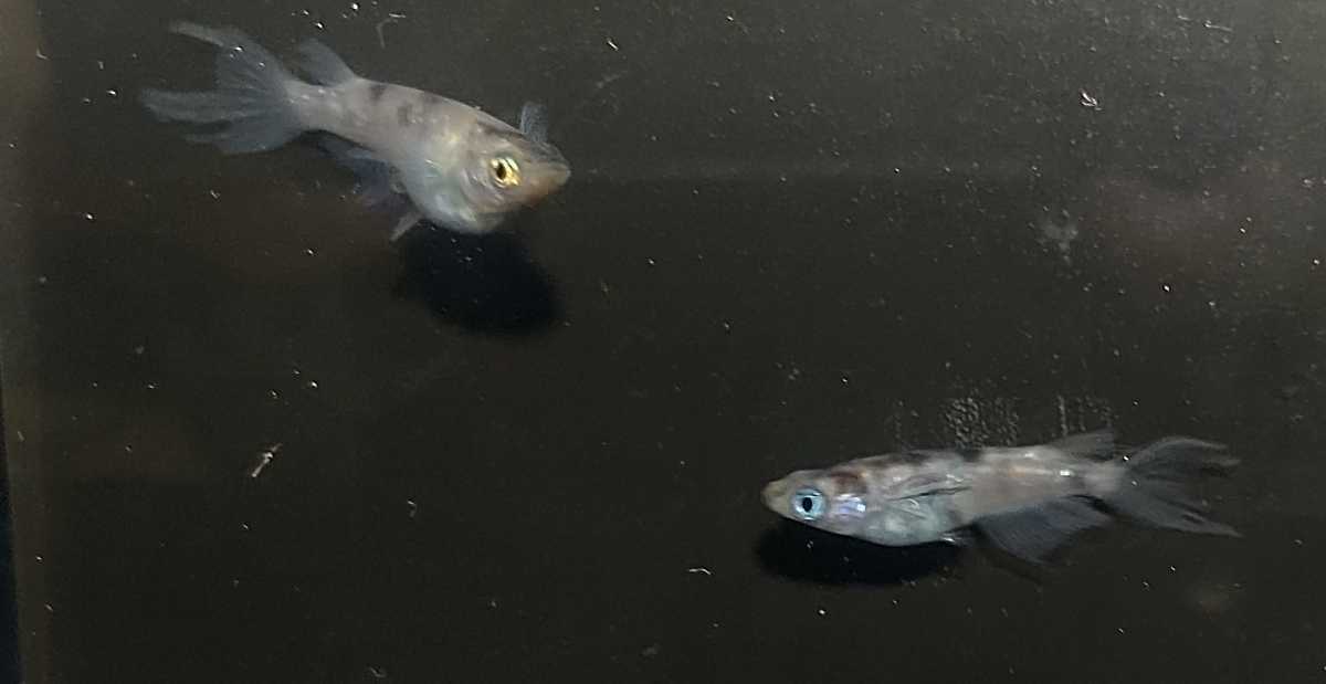 沙咲めだか 白錦風雅 有精卵10個 A 補償分 めだかの卵 メダカの卵 めだか卵 メダカ卵 めだか 売買されたオークション情報 Yahooの商品情報をアーカイブ公開 オークファン Aucfan Com