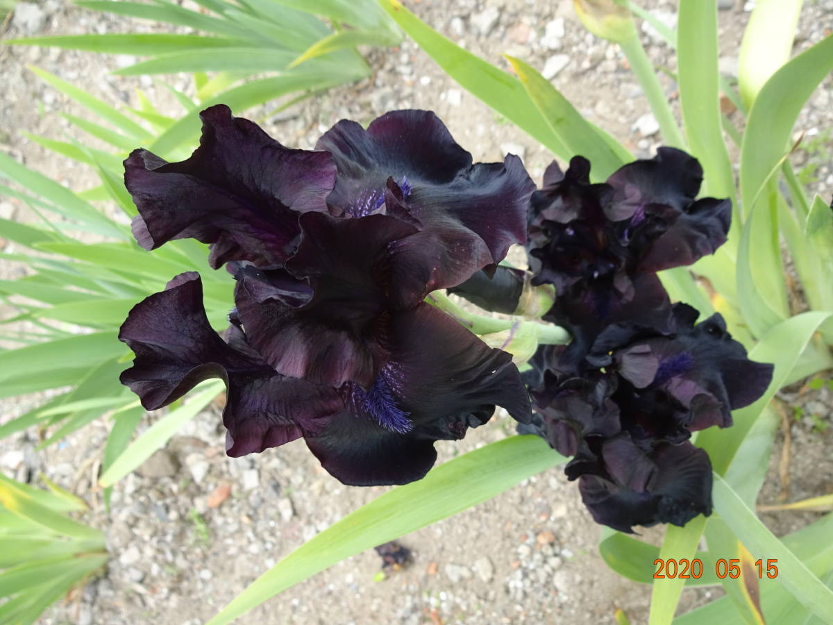 ジャーマンアイリス 黒の魅惑 ミッドナイトオイル 2株 その他 売買されたオークション情報 Yahooの商品情報をアーカイブ公開 オークファン Aucfan Com