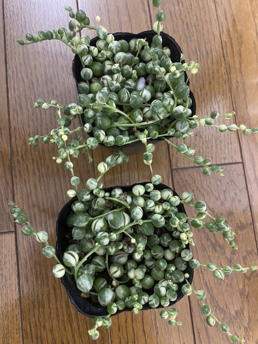 多肉植物 多肉 斑入り グリーンネックレス 錦 2ポッド セット 送料130円 観葉植物 売買されたオークション情報 Yahooの商品情報をアーカイブ公開 オークファン Aucfan Com