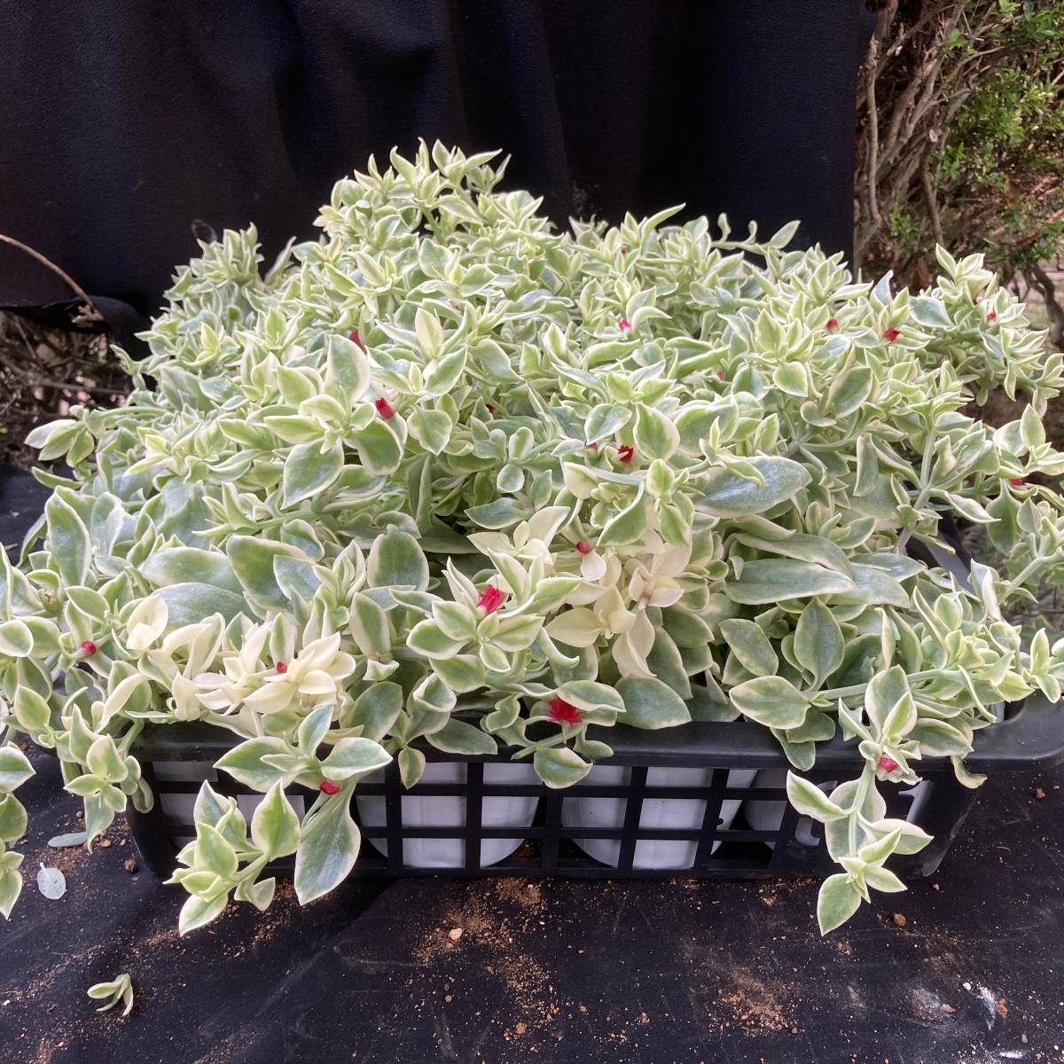 魅惑の多肉植物 数量２ ピンクの花が可愛い 斑入りベビーサンローズ 10ポットセット 苗 売買されたオークション情報 Yahooの商品情報をアーカイブ公開 オークファン Aucfan Com