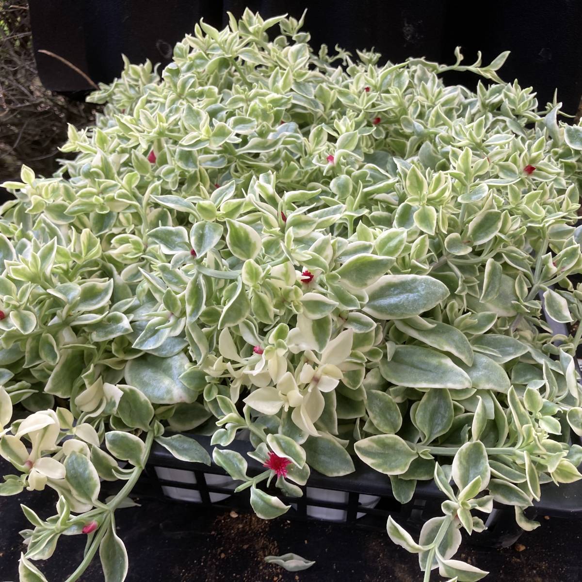 魅惑の多肉植物 数量２ ピンクの花が可愛い 斑入りベビーサンローズ 10ポットセット 苗 売買されたオークション情報 Yahooの商品情報をアーカイブ公開 オークファン Aucfan Com