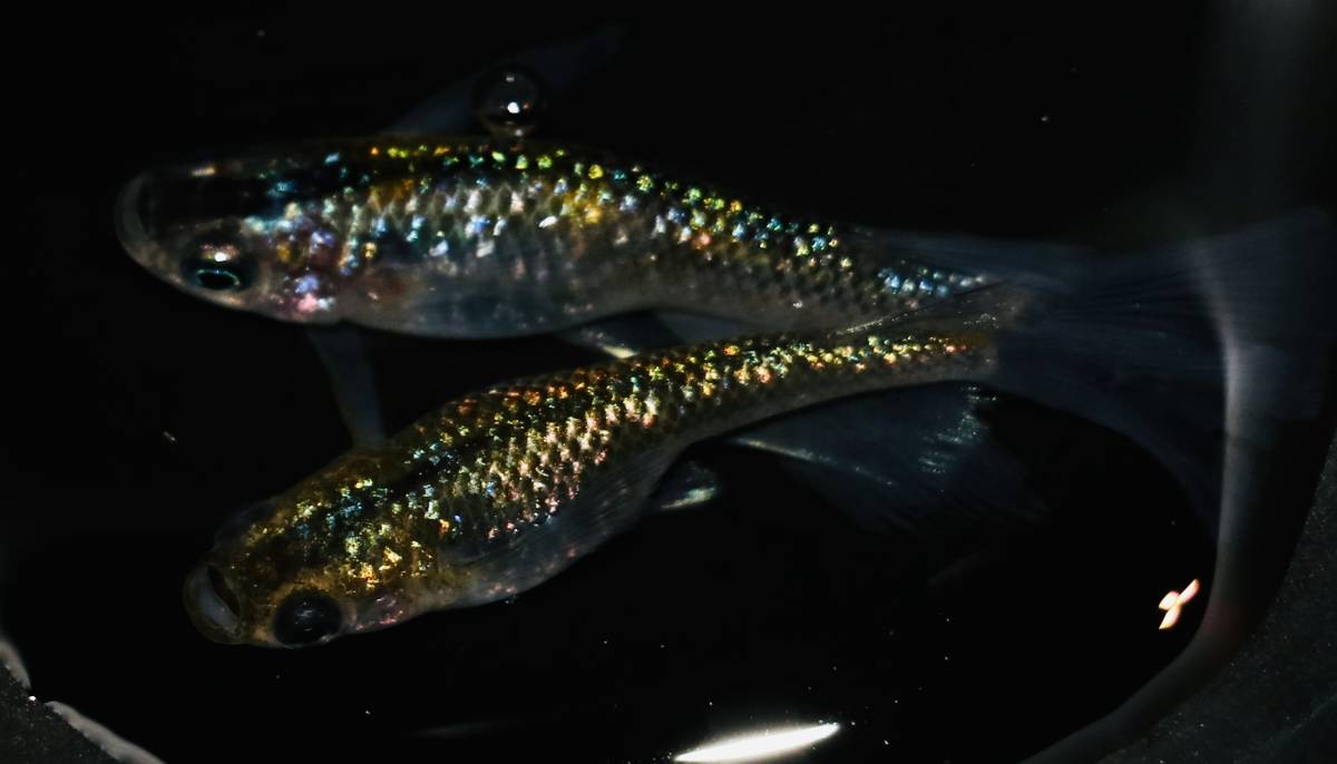 ◇サボラメリアルロングフィン ♂1 ♀1 現物出品◇ 22－5 ラメ王