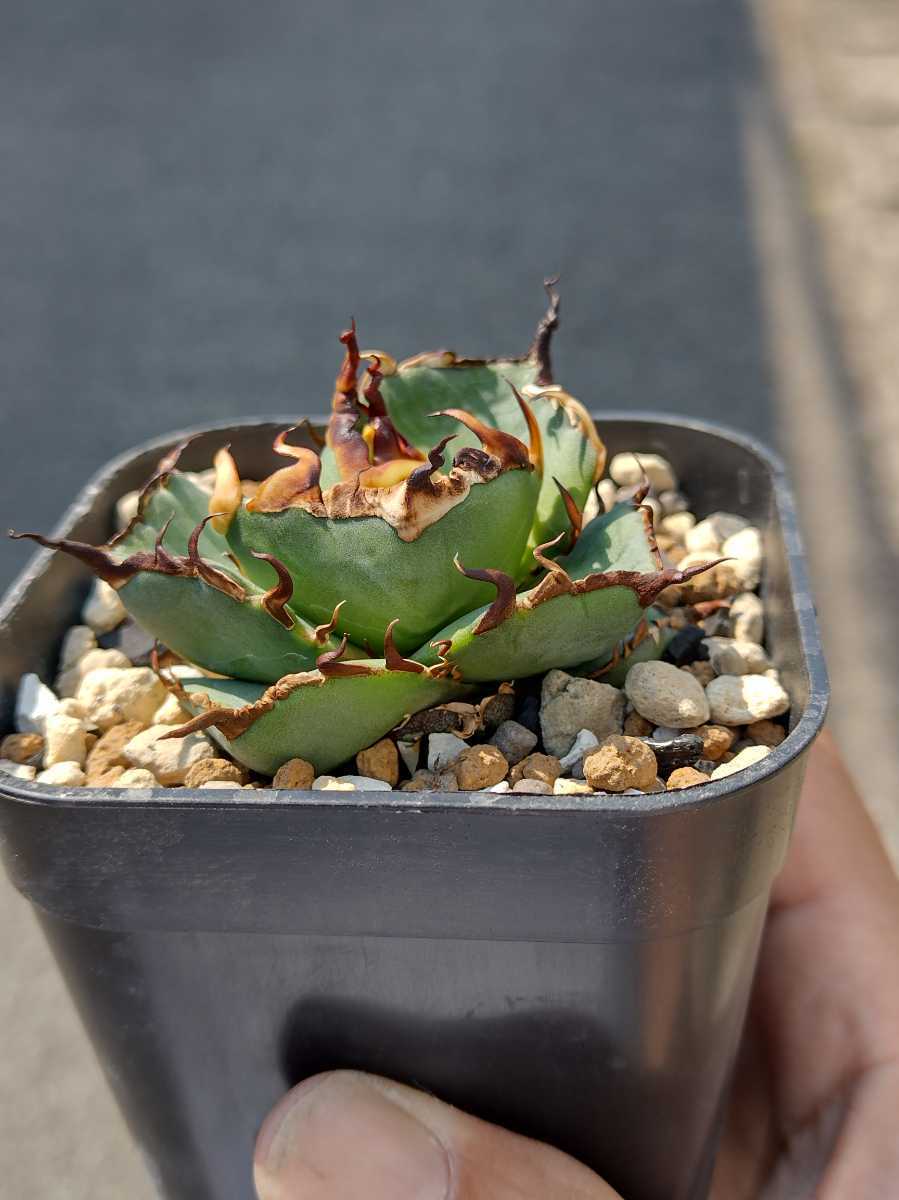 AGAVE TITANOTA HADES special株】陽炎 極上株 ムチムチ 狂刺 