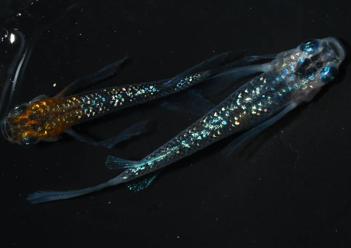 メダカファーム本陣 25-2 蒼煌リアルロングフィン（極上個体）若魚1ペア