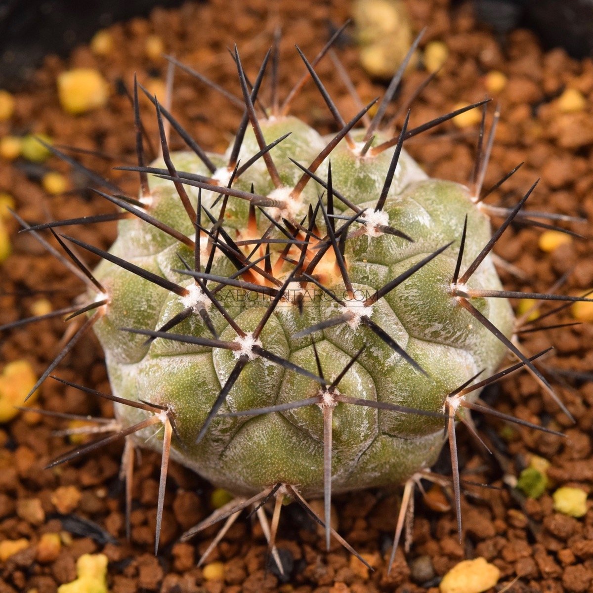 超 特 良！コピアポア 黒王丸 接木 鉢ごと発送 サボテン多肉植物 コピアポア・黒王丸 キリンウチワ接ぎおろし 多肉植物 サボテン