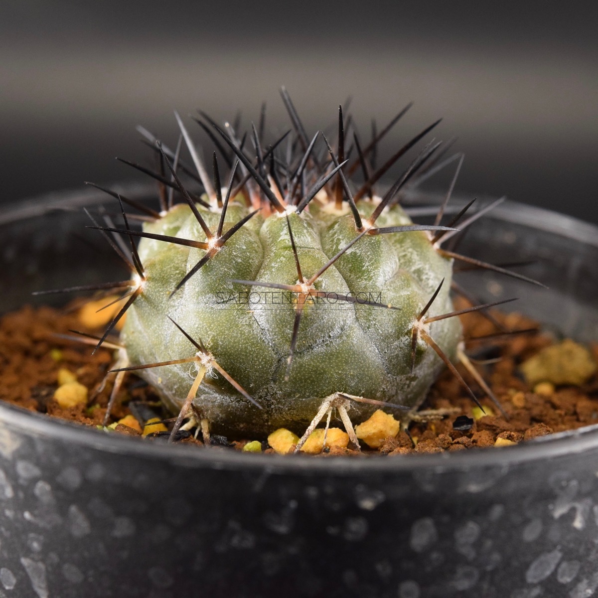 コピアポア・黒王丸 キリンウチワ接ぎおろし 多肉植物 サボテン