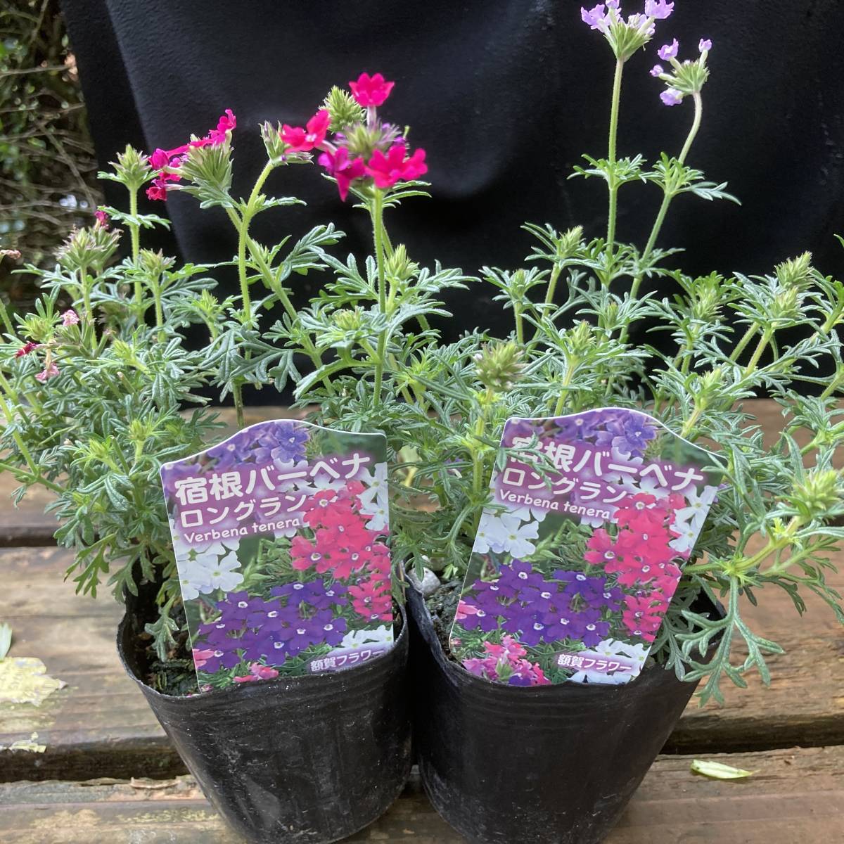 宿根バーベナ４０ポット Robo Tics Slp Net