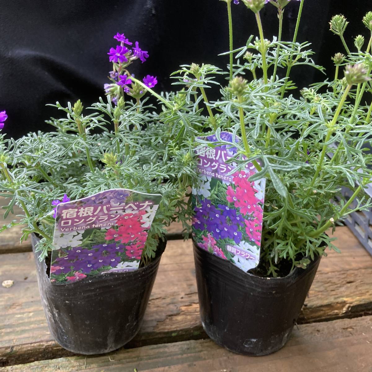 宿根バーベナ４０ポット Robo Tics Slp Net