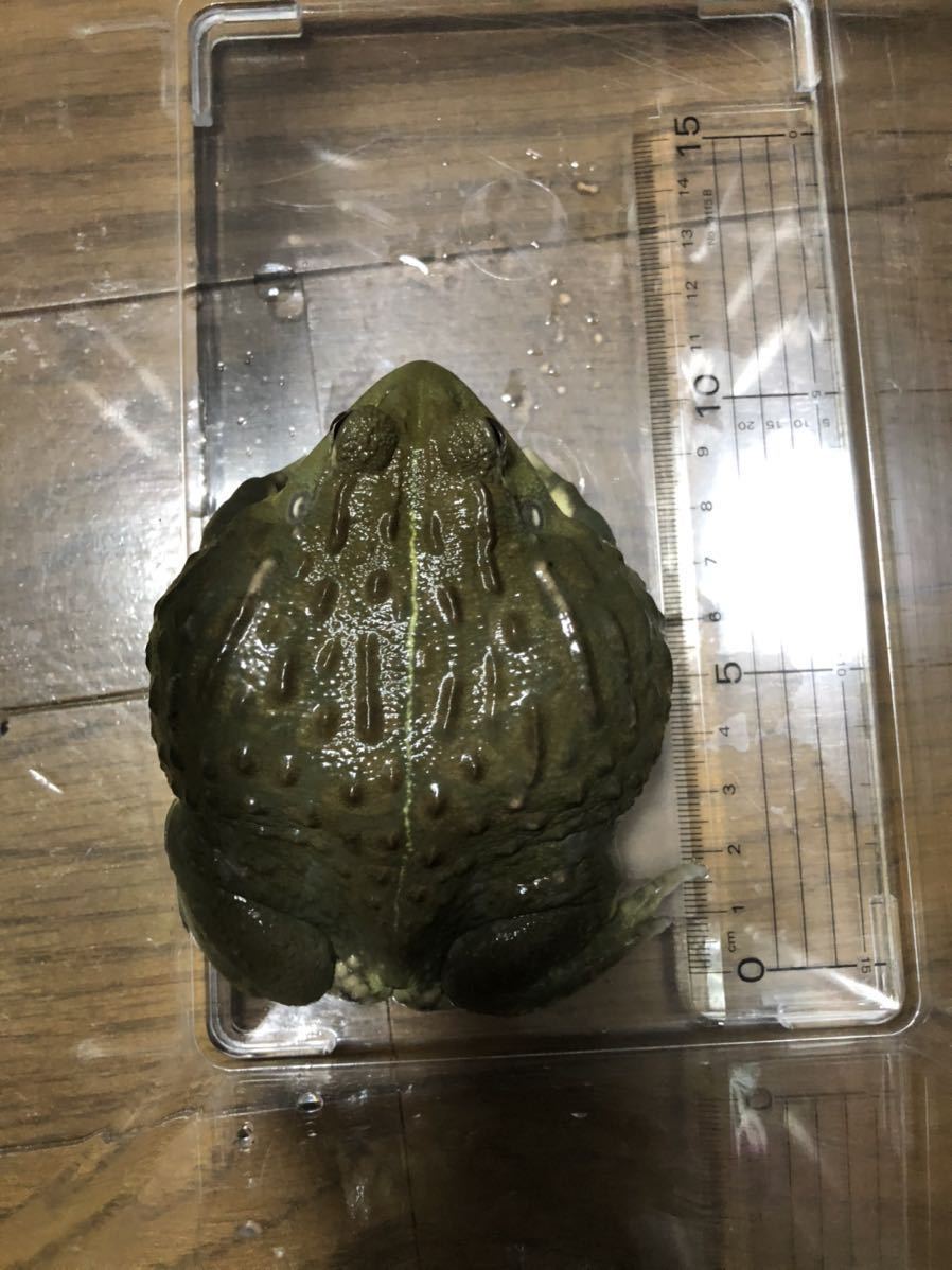 アフリカウシガエル オス※九州地方、沖縄県、北海道には発送出来ません 