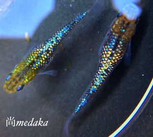 メダカ めだか 蒼煌 特上１オス2メス ｓ 3 現物出品 Www Splashecopark Com Br