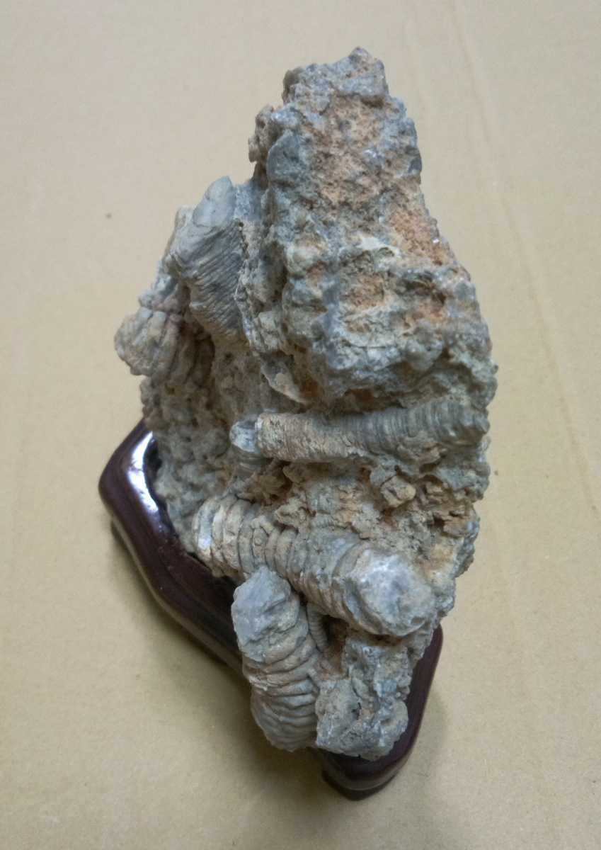 ウミユリの化石（大垣市金生山）(化石)｜売買されたオークション情報