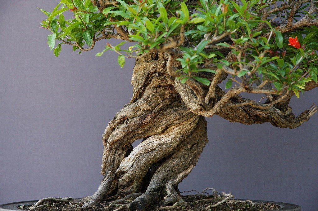 黒松　[捻幹模様木]　中品盆栽 黒松 [捻幹模様] 小品盆栽 黒松 [捻幹模様] 小品盆栽 黒松（くろまつ）｜】