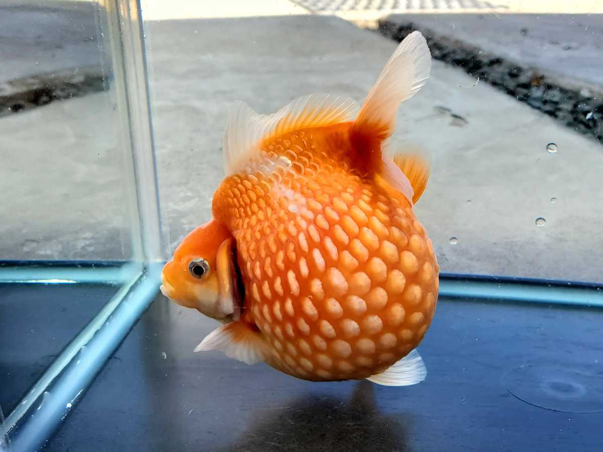 国産 ピンポンパール オス1匹 弐歳 約10 5cm 上質 金魚 観賞魚 まん丸 可愛い 飼育 繁殖 交尾 産卵 金魚 売買されたオークション情報 Yahooの商品情報をアーカイブ公開 オークファン Aucfan Com