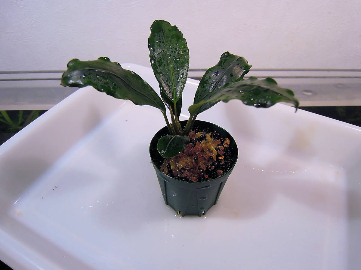 ブセファランドラcf.モトレイアーナtype2_AA Az便 【公式通販】