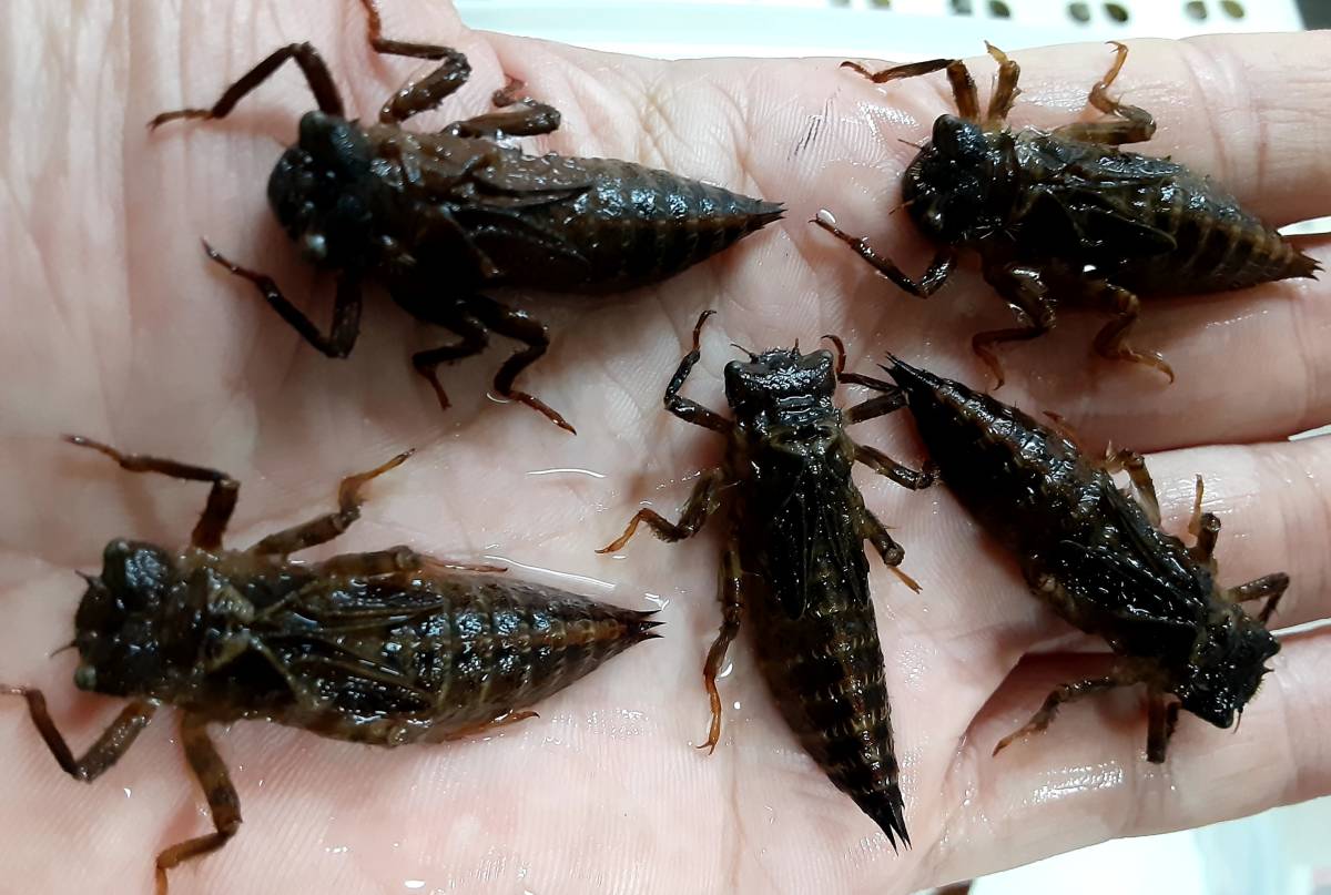 水棲昆虫 オニヤンマの幼虫 ヤゴ 10匹 岩手県産 天然個体 虫類 売買されたオークション情報 Yahooの商品情報をアーカイブ公開 オークファン Aucfan Com