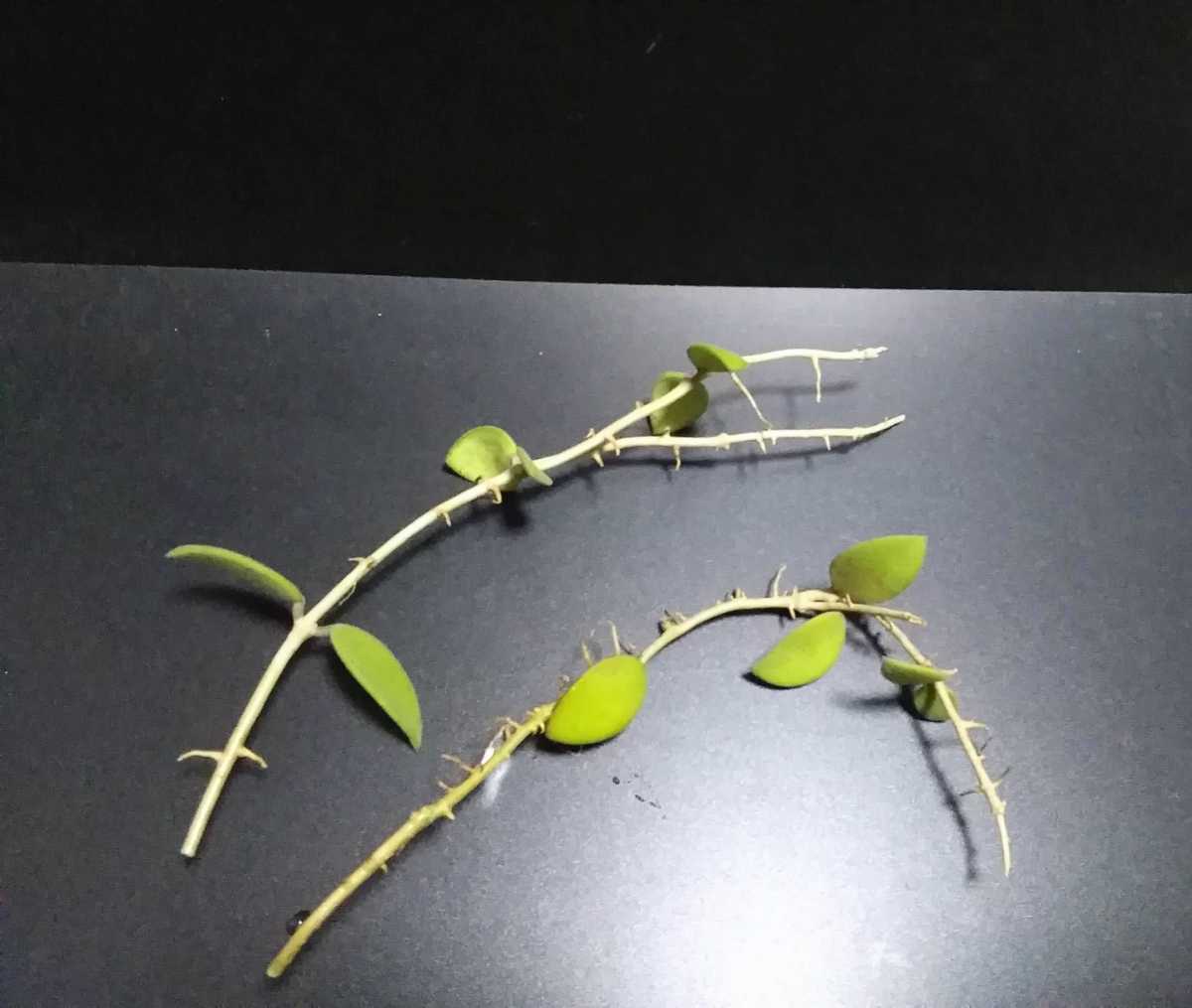ホヤ ヌンムラリオイデス カット2本 HOYA植物 第四種発送 送料 