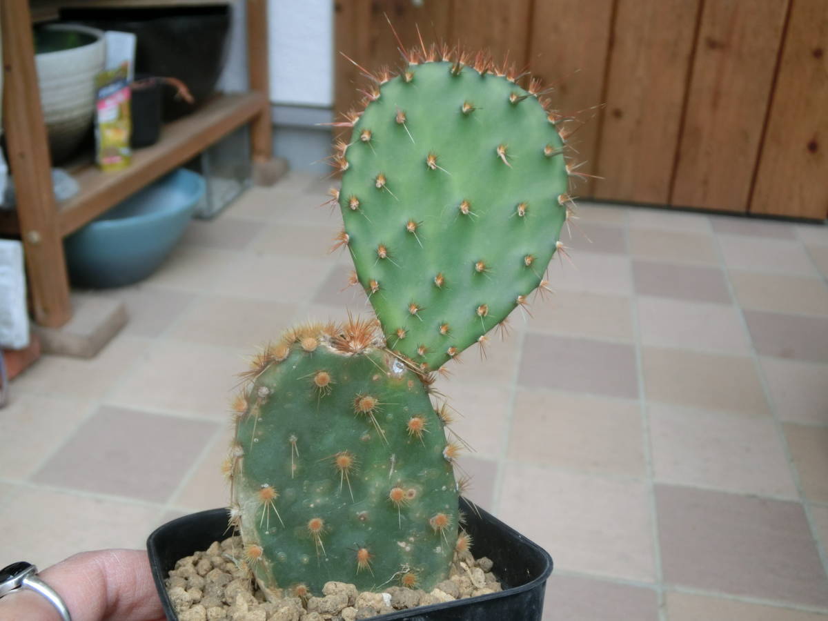 オプンチア サンタリタ Opuntia Santa Rita サボテン 国内流通なし小型タイプ 希少株 特選コンパクトフォーム 赤紫の極美種 輸入 ランキングtop10 特選コンパクトフォーム