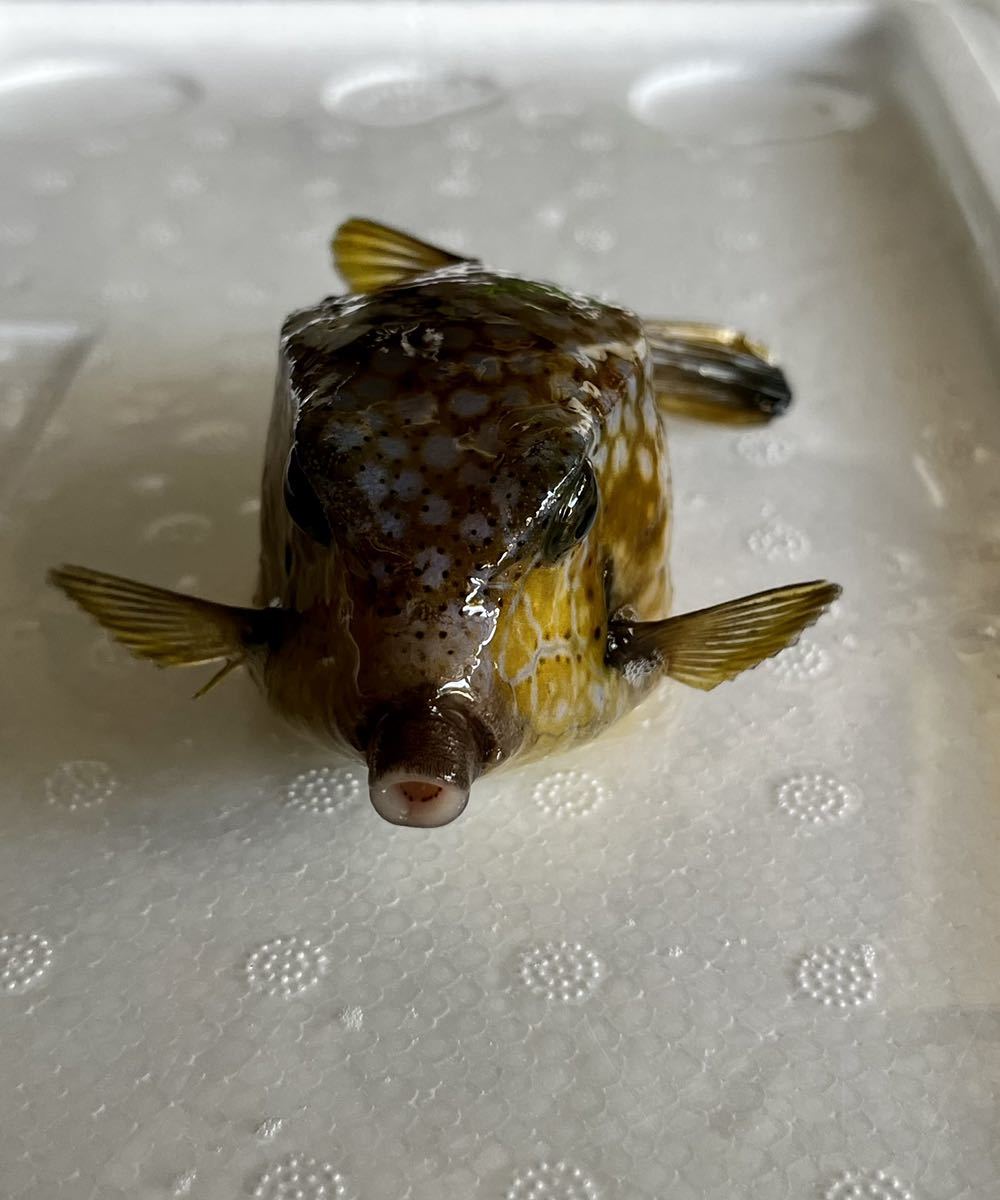 海水魚 ハコフグ 生体 約13 観賞魚 アクアリウム 熱帯魚 サンゴ 海水魚 売買されたオークション情報 Yahooの商品情報をアーカイブ公開 オークファン Aucfan Com