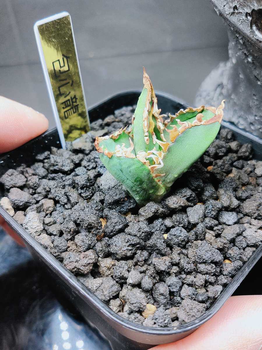 アガベ チタノタ バケモノ 悪魔くん 子株