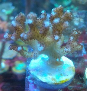 チリメンハナヤサイサンゴの値段と価格推移は 2件の売買情報を集計したチリメンハナヤサイサンゴの価格や価値の推移データを公開