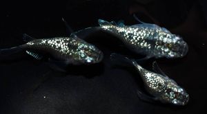 メダカファーム泉駿河 サボテンダルマ 上物 2ペア ア 7 Toptrofeus Com Br