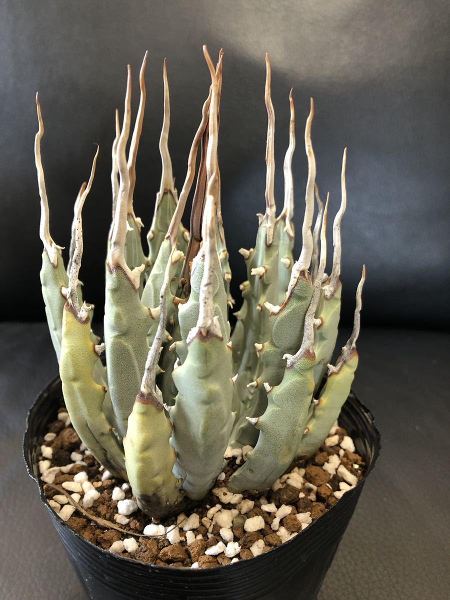 アガベ ユタエンシス エボリスピナ 陽炎 現地球 agave utaensis var