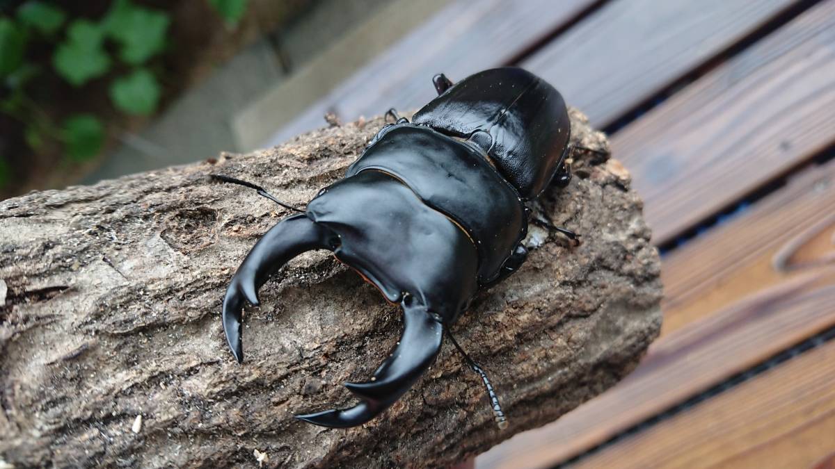  福岡県 三潴郡三潴町産 純血 ＭＨＡ オオクワガタ ７４ミリペア 新成虫(国産)｜売買されたオークション情報、yahooの商品情報をアーカイブ公開 - オークファン 国産