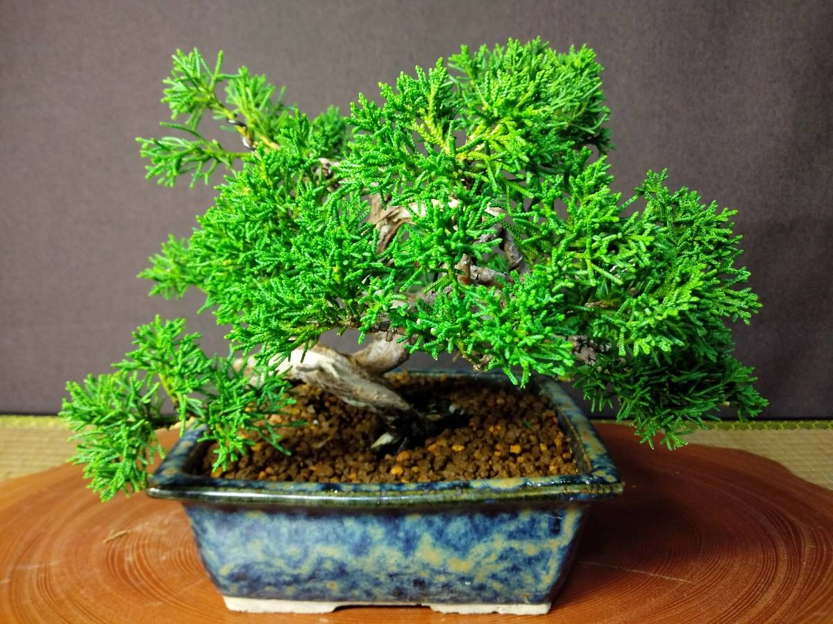 真柏 小品盆栽 樹高18cm 【公式通販】