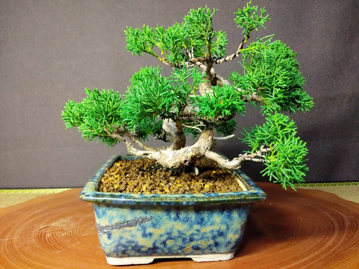 真柏 小品盆栽 樹高18cm 【公式通販】
